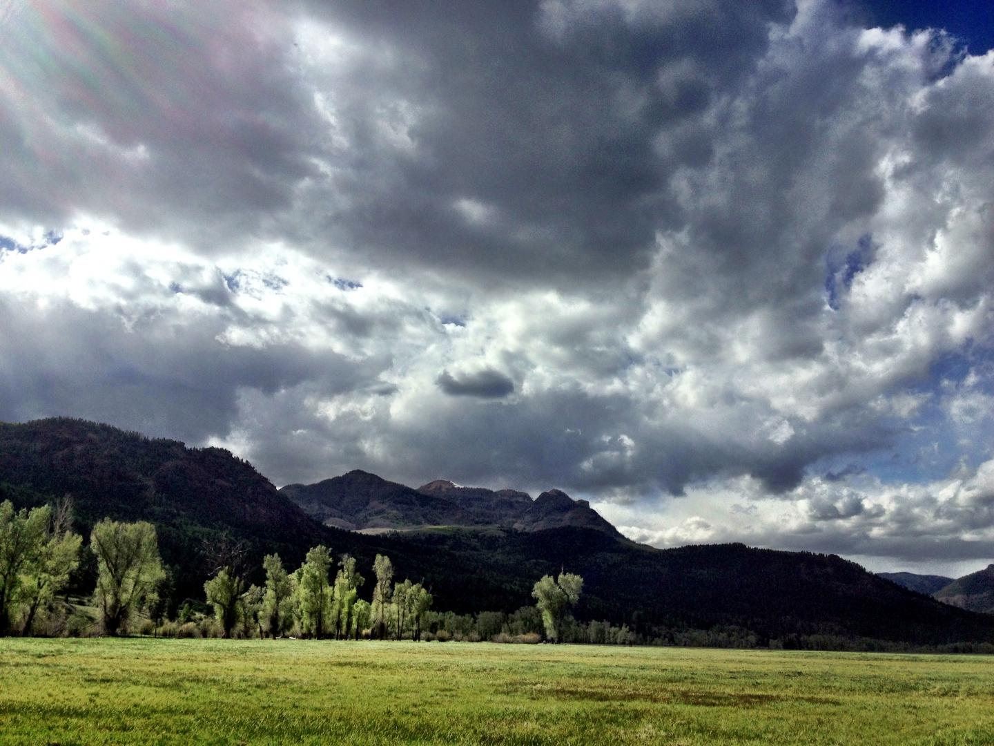 Narrowleaf Cottonwoods Populations