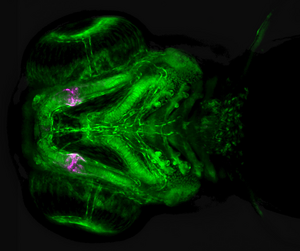 Regulatory DNA sequence preserved in jawed vertebrates