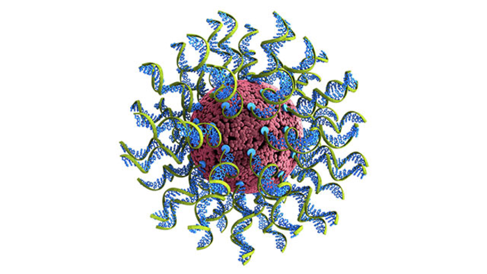 SNA structure