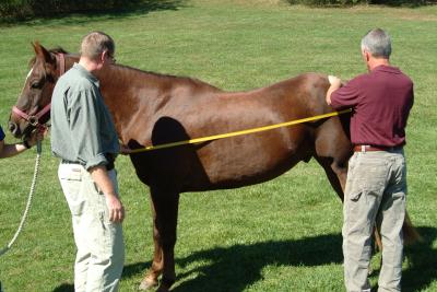 Measuring A Horse