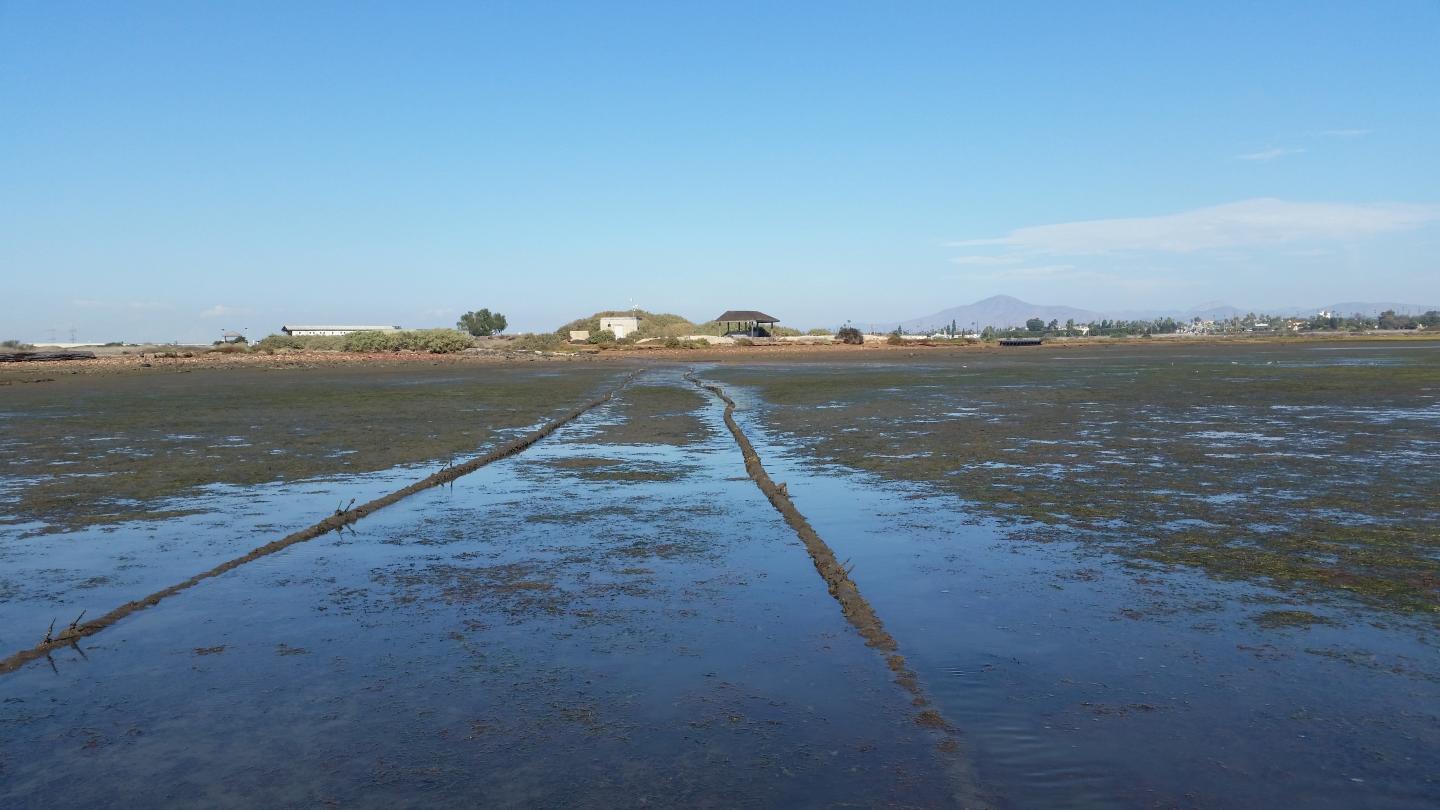 The Living Coast Discovery Center and Sweetwater Marsh