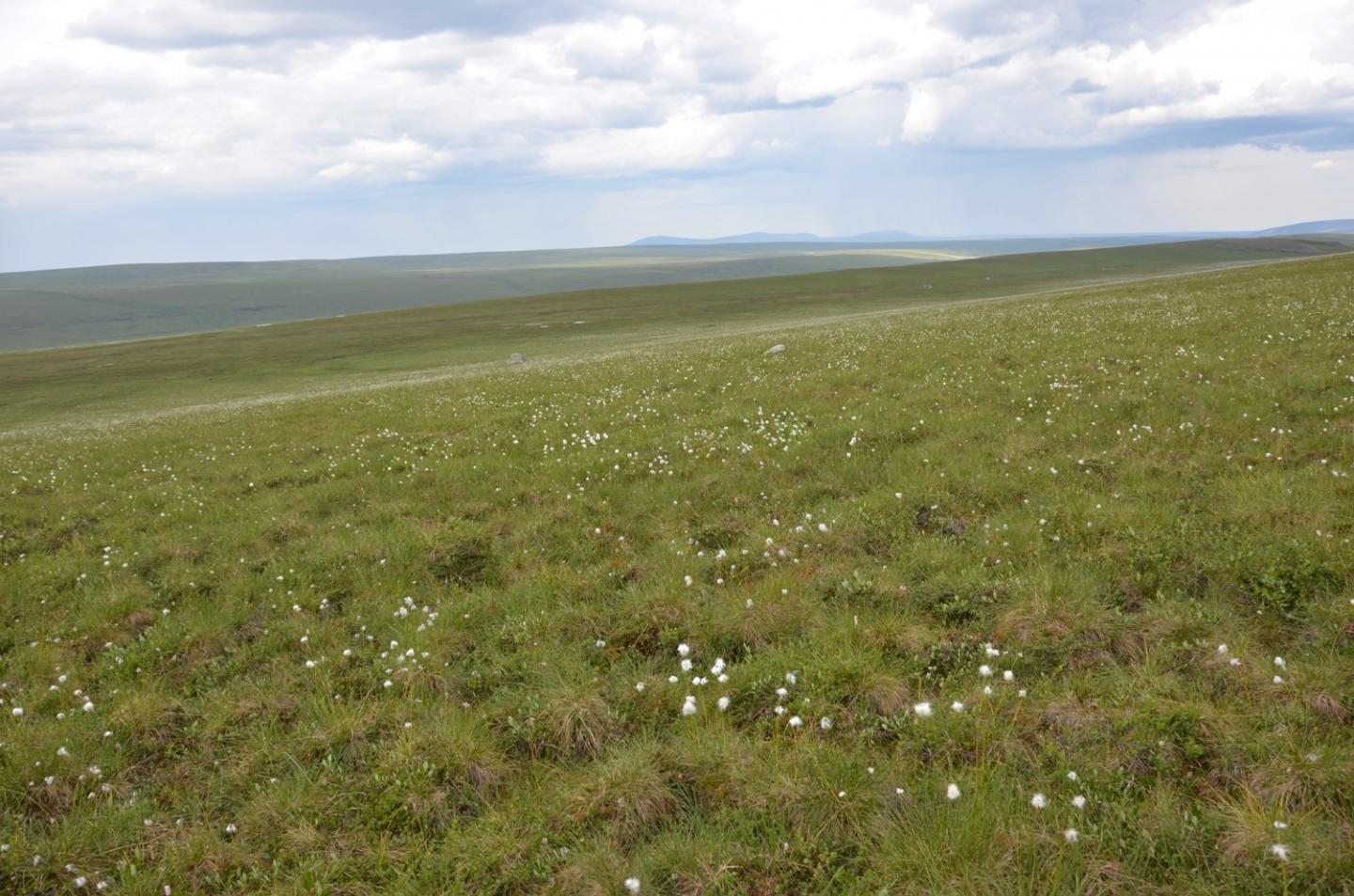Hillside at Imnavait Creek, North Slope, Alaska