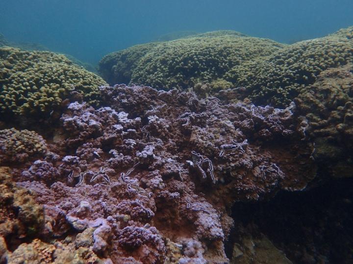 Hawaiian Blue Rice Coral