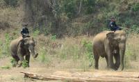 Asian Elephants in Myanmar's Timber Industry