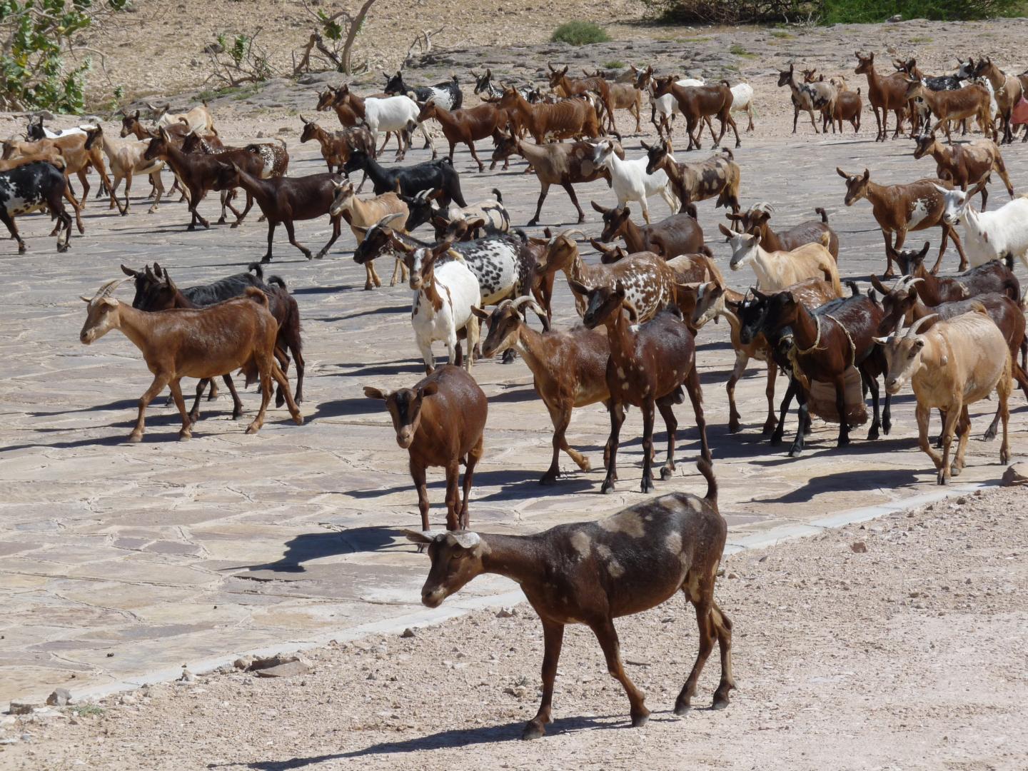 Goats on road