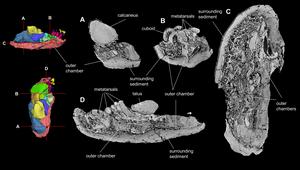 diprotodontid material