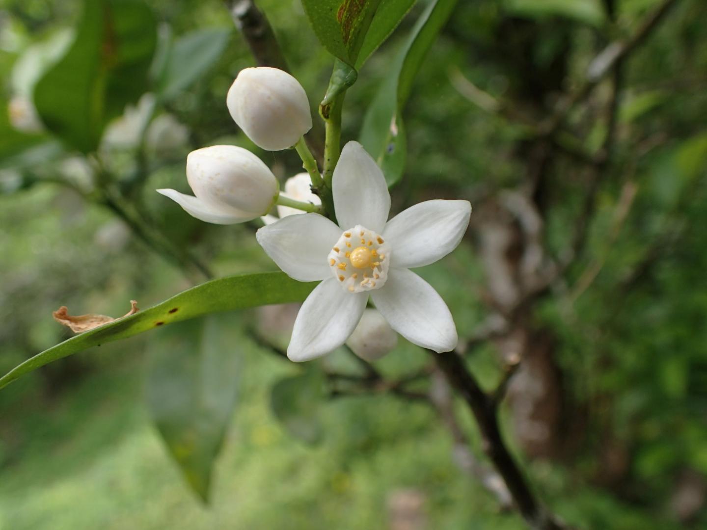 A shiikuwasha flower