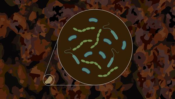 Active Microbe Animation [IMAGE] | EurekAlert! Science News Releases