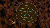 Active Microbe Animation