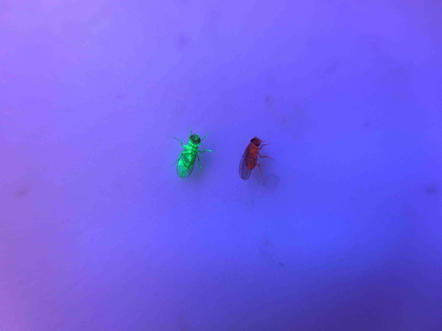 Marked Female Flies