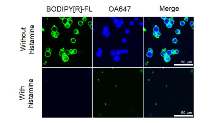 Artificial Cells Before and After