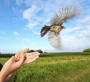 Wild blackbird