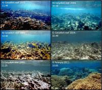 The Carysfort Reef Over Time