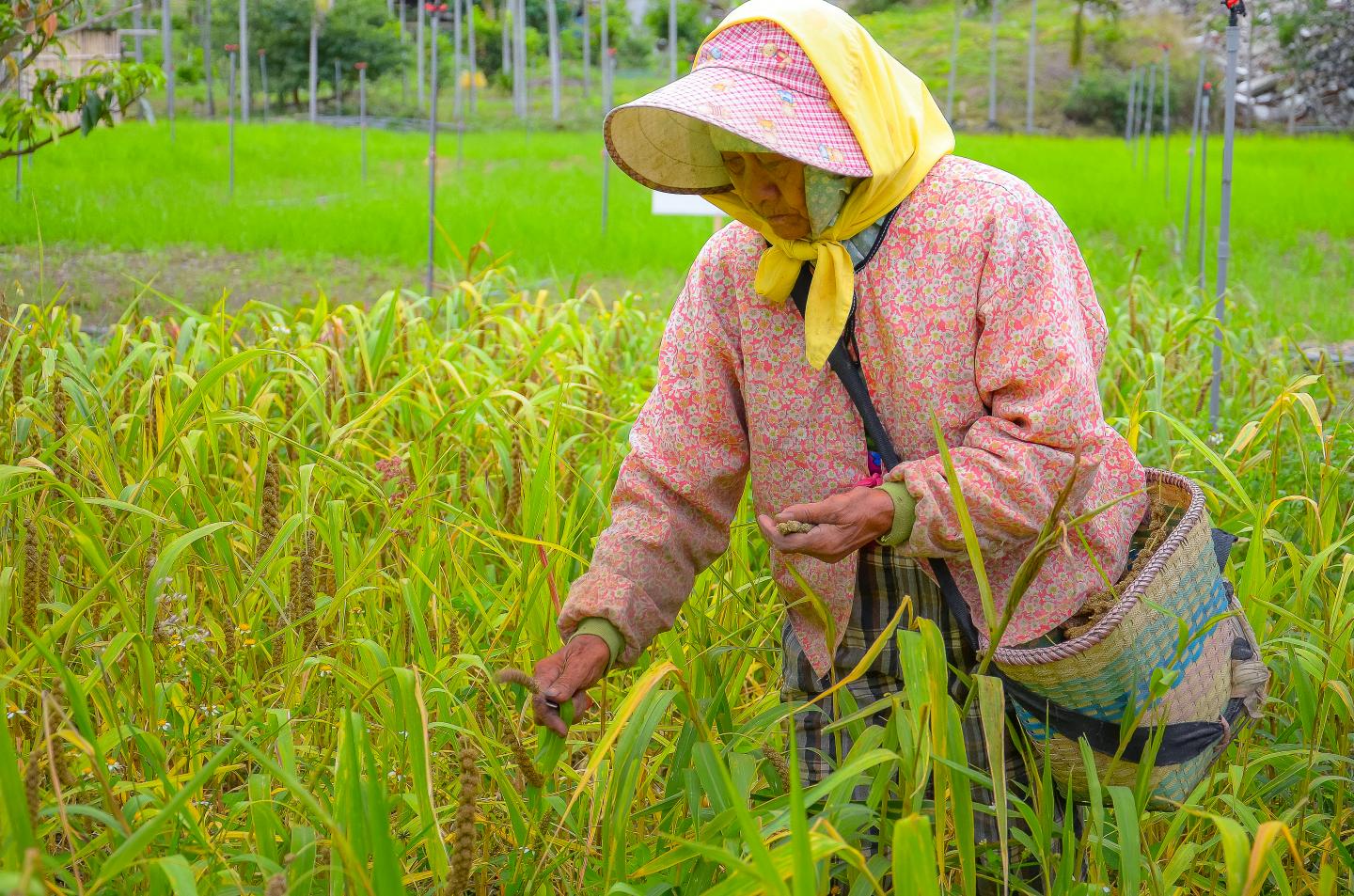 Millet Garvesting