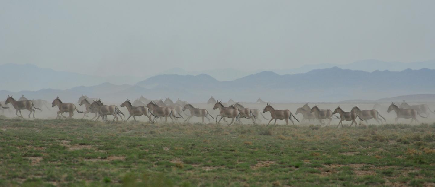 Where Humans Set Up Camp, Animals Roam Much Shorter Distances (6 of 8)