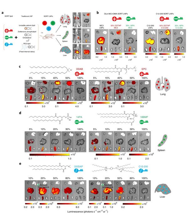 Fig. 5 Selective organ targeting (SORT) enables the systematic and reliable engineering of lipid nanoparticles (LNPs) for precise mRNA delivery into specific organ.