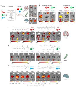 Fig. 5 Selective organ targeting (SORT) enables the systematic and reliable engineering of lipid nanoparticles (LNPs) for precise mRNA delivery into specific organ.