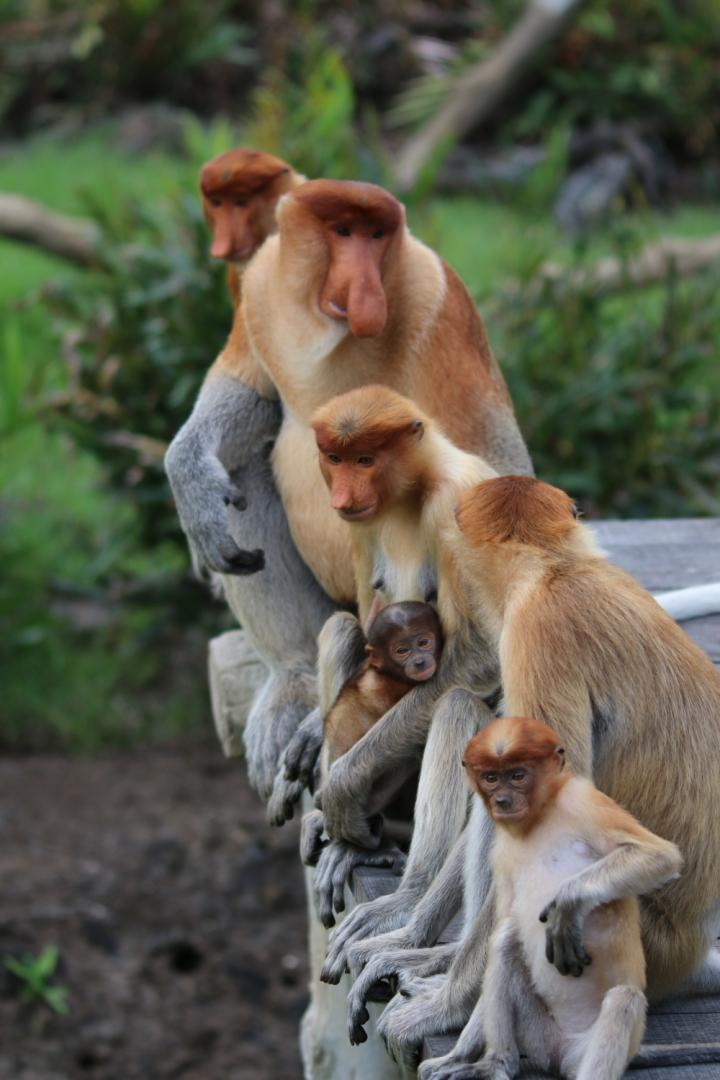 A Group of Proboscis Monkeys