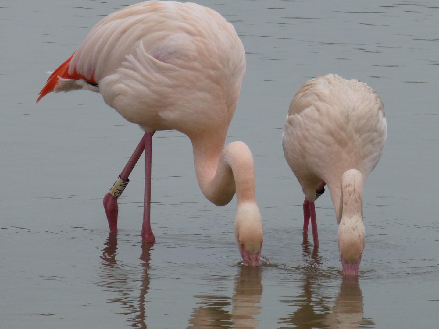 Flamingo friends