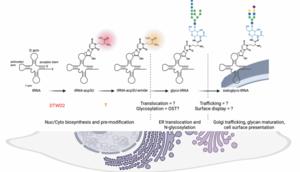 GlycoRNA