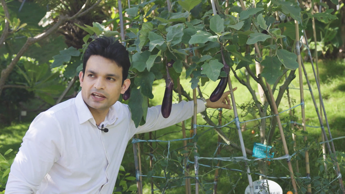 Hybrid eggplant-tomato plant