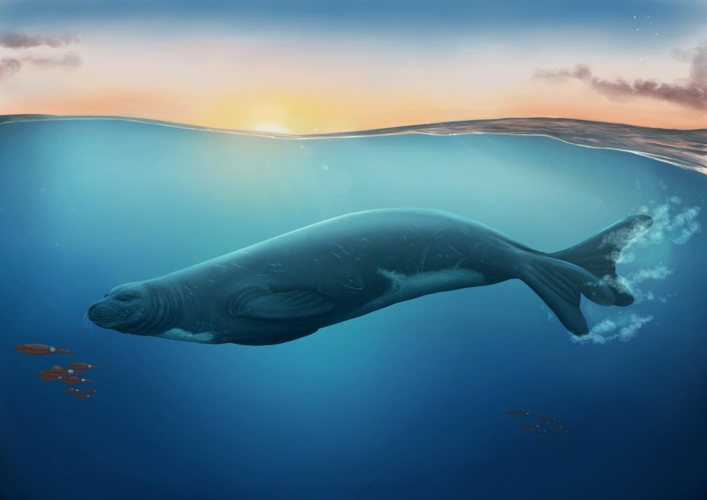 An artist impression of the newly discovered extinct monk seal species