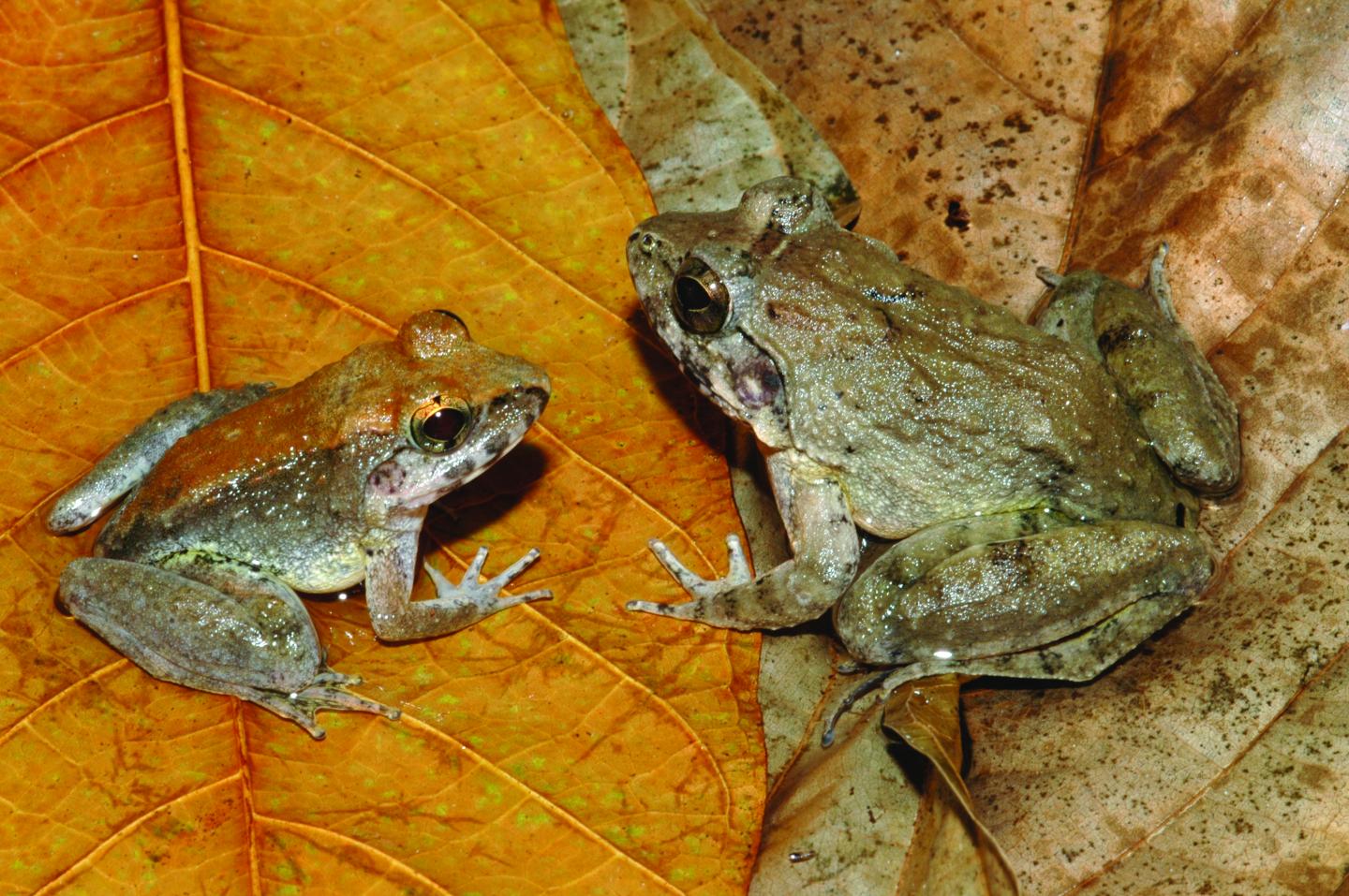 <i>L. larvaepartus</i> Male and Female