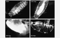 Stages of Decomposition in Copepod <i>Acartia tonsa</i>