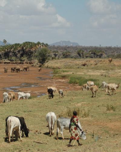 Woman Herding-Samburu