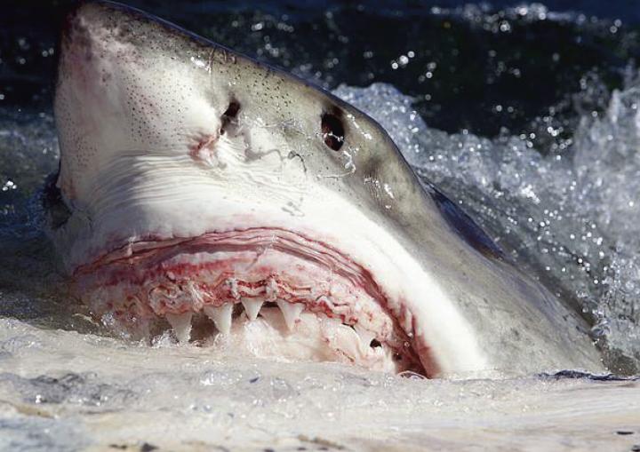 White shark (Carcharodon carcharias) scavenging on whale carcass