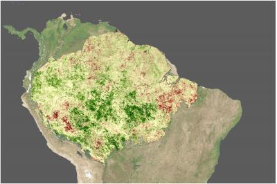 Amazon Forest Greens Up