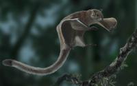 <i>Miopetaurista neogrivensis</i>
