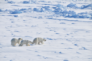 What Polar Bear Genomes May Reveal About Life in a Low-Ice Arctic