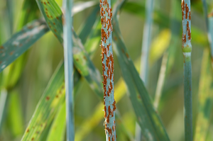 Stem rust