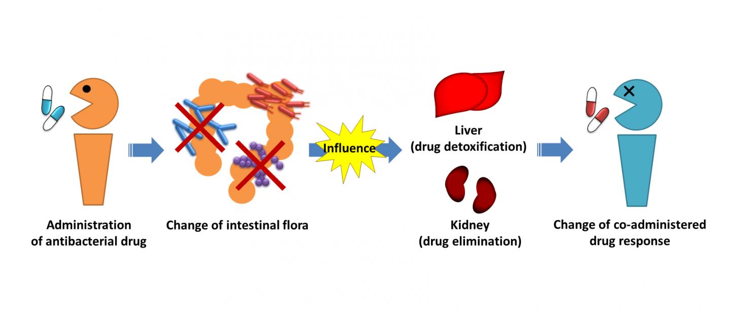 The Effect That Intestinal Flora Has on Drug Response in the Body