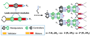 Novel DNA Robots Designed for Swarming into Nonlinear Amplification