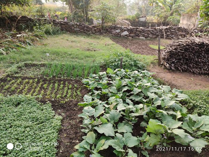 Odisha home garden01