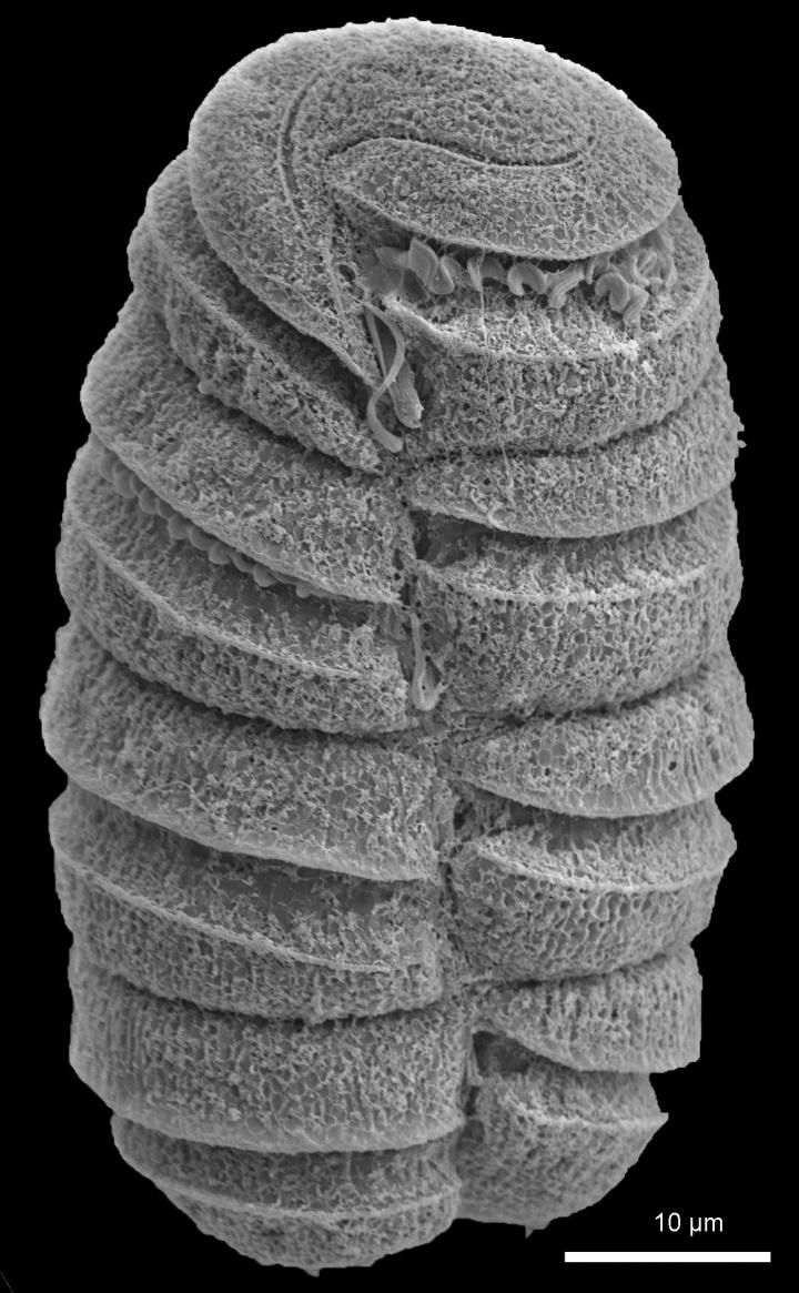 <i>Polykrilos kofoidii</i> (3 of 3)