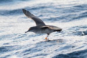 Endangered seabird shows surprising individua - Vimarsana News