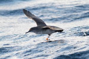 Balearic shearwater carrying a geolocator.