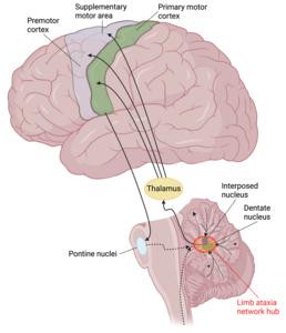 Ataxia brain network