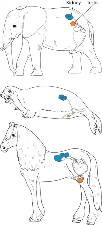 Molecular 'fossils' Reveal Evolutionary History of Descending Testicles