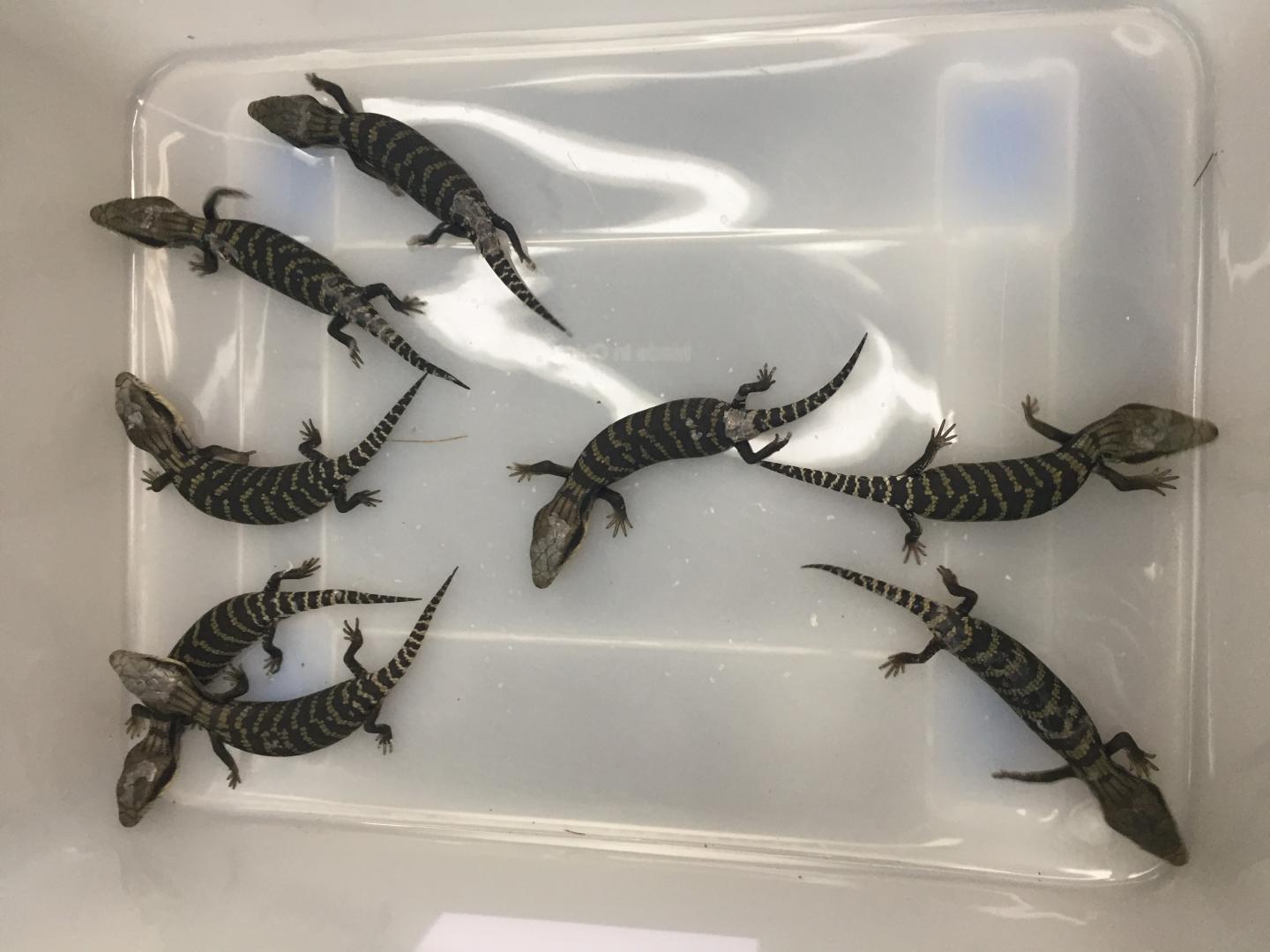baby-blue-tongue-lizards-image-eurekalert-science-news-releases