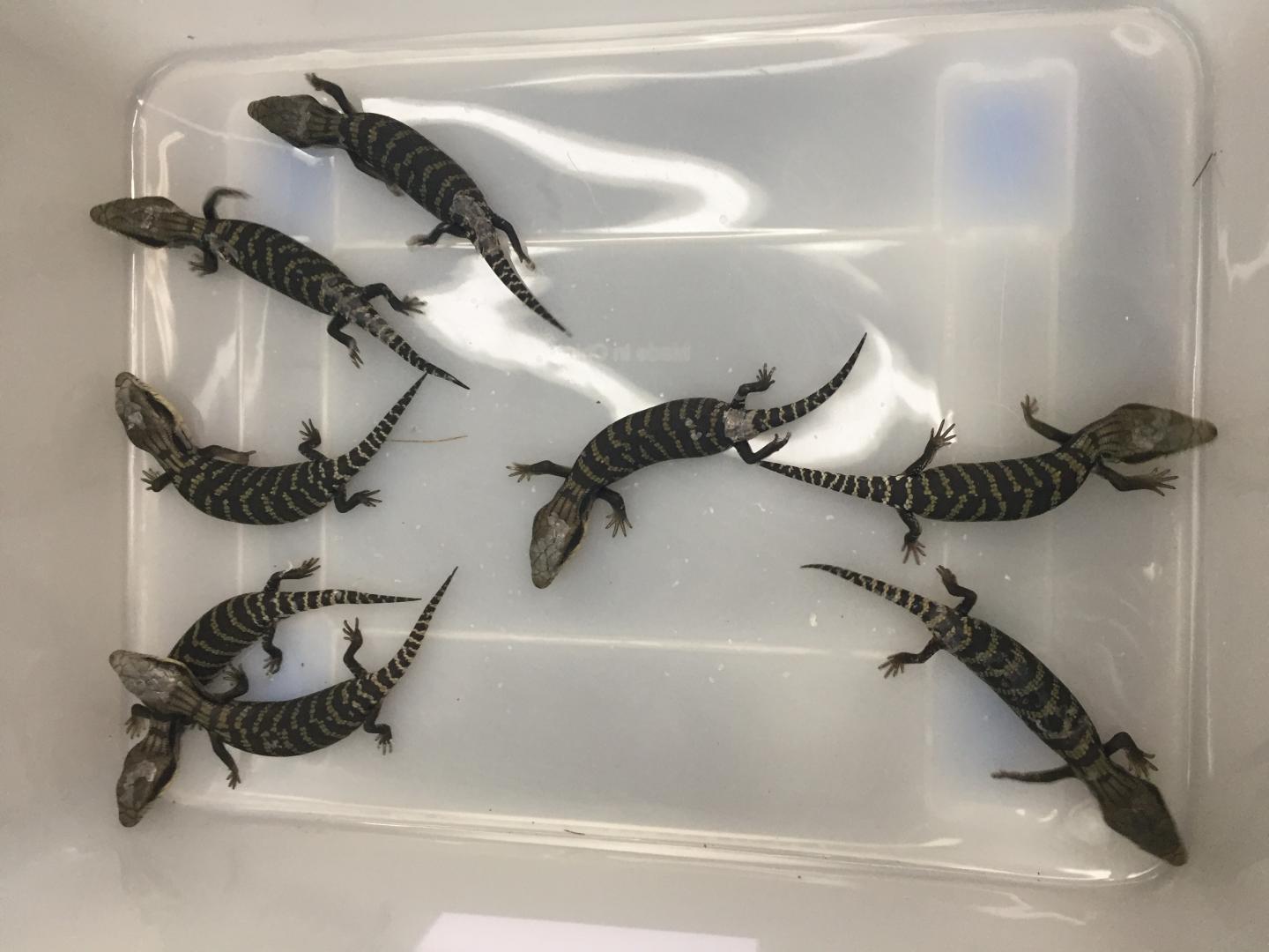 Baby Blue-Tongue Lizards