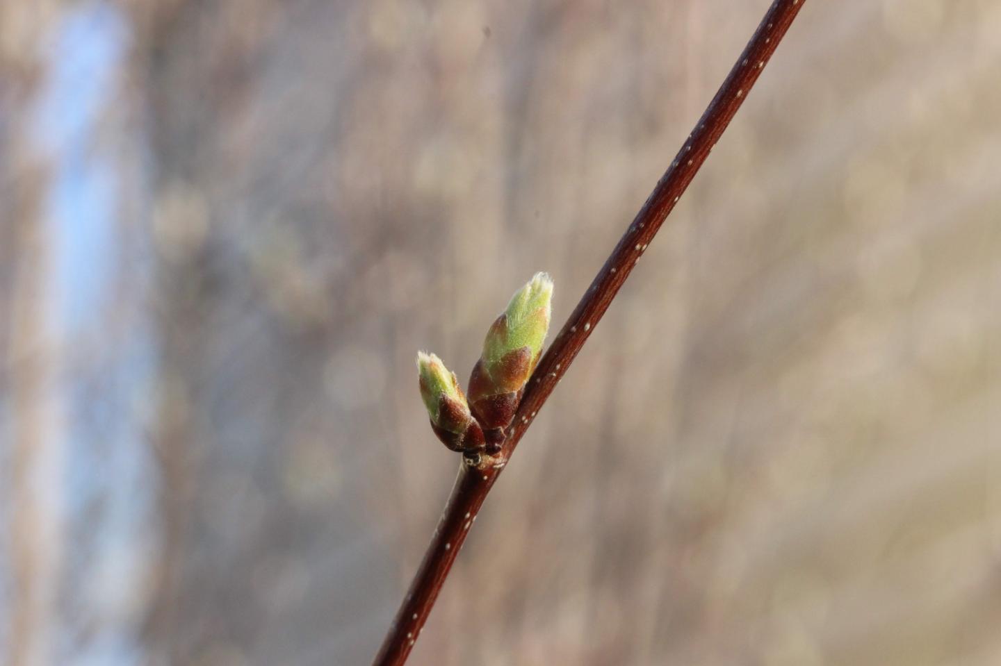 <em>Carpinus Caroliniana</em>