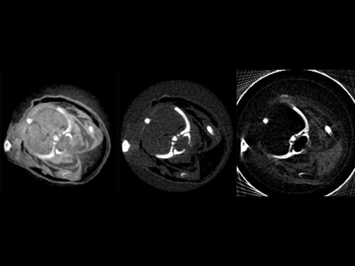 Synchrotron X-Ray Images of a Mouse