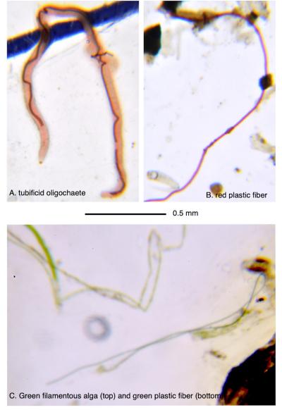 Plastics Collected from Fish Guts