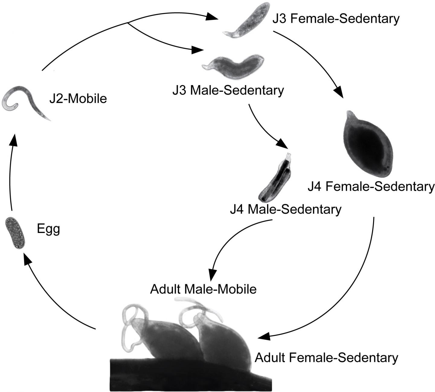 Soybean Cyst Nematode Life Cycle