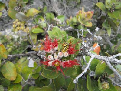 Foraging Invasive Wasp