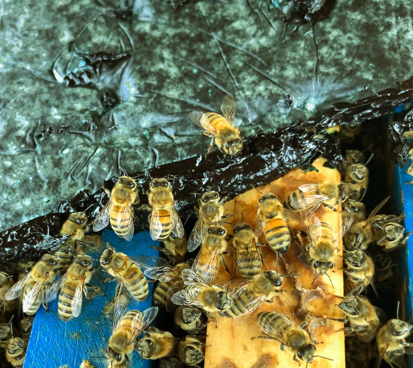 Honey Bees Feeding on a Blue-Green Microalgae